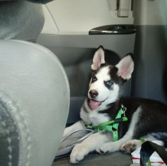 Meet your Posher, Lina - Picture 1 of 1